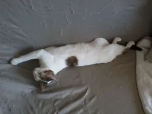 Gato raça comum idade 2 a 6 meses nome Egô