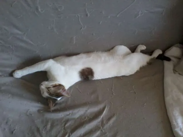 Gato ra a comum idade 2 a 6 meses nome Egô