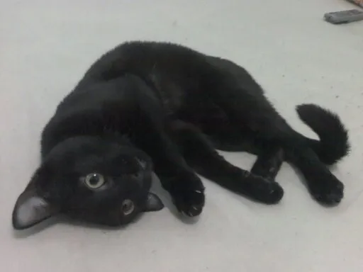 Gato ra a NORMAL idade 7 a 11 meses nome NEGRITA