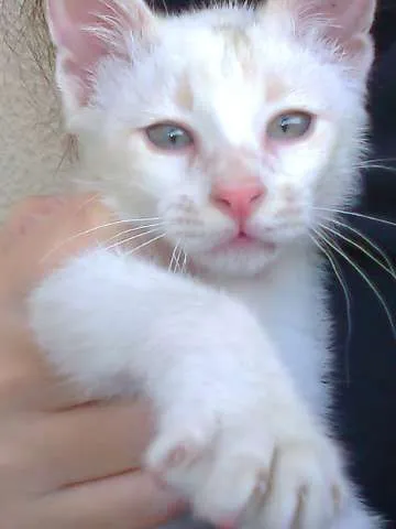 Gato ra a SRD idade 2 a 6 meses nome Bebê