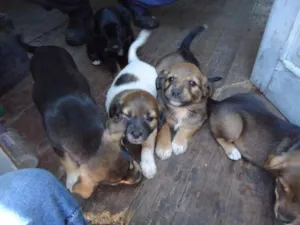 Cachorro raça SRD idade 2 a 6 meses nome Bebes