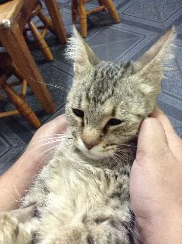 Gato ra a European Shorthair idade  nome Fapi