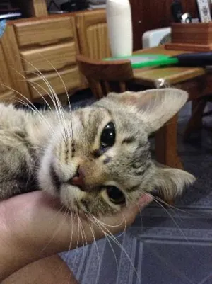 Gato raça European Shorthair idade  nome Fapi