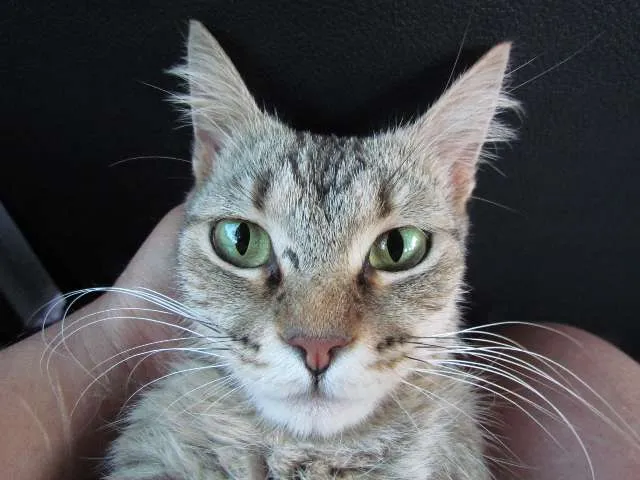 Gato ra a European Shorthair idade  nome Fapi