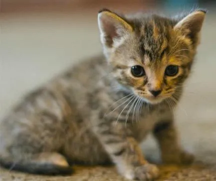 Gato ra a VIRA LATA idade Abaixo de 2 meses nome ADOTE