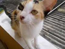 Gato ra a sem raça definida idade nome não sei
