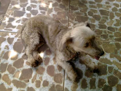 Cachorro raça Poodle/ Pequines idade 6 ou mais anos nome Colly GRATIFICA