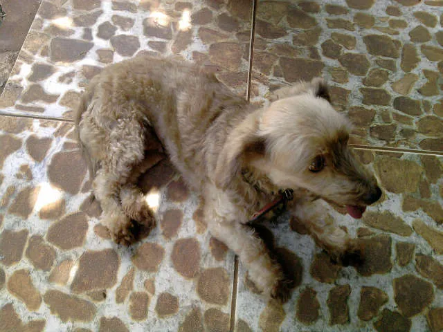 Cachorro ra a Poodle/ Pequines idade 6 ou mais anos nome Colly GRATIFICA