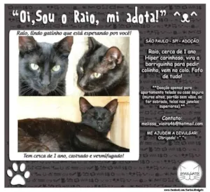 Gato raça SRD idade 1 ano nome Raio