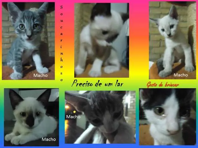 Gato raça Mistiço idade 2 a 6 meses nome Filhotinhos
