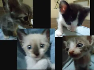 Gato raça Mistiço idade 2 a 6 meses nome Filhotinhos