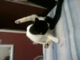 Peludinhos