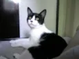 Peludinhos