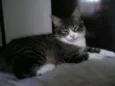Peludinhos