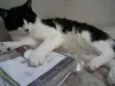 Peludinhos