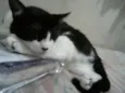 Peludinhos