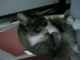 Peludinhos