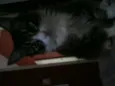 Peludinhos