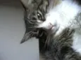 Peludinhos