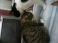 Peludinhos