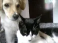 Peludinhos