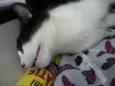 Peludinhos