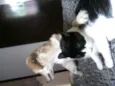 Peludinhos