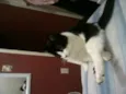 Peludinhos