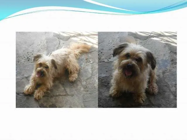 Cachorro ra a SRD idade 4 anos nome Claudinei
