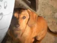 José