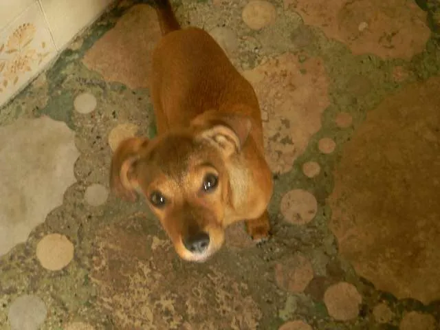 Cachorro ra a SRD idade 2 anos nome José