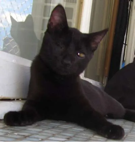 Gato ra a srd idade 2 a 6 meses nome Gianduia