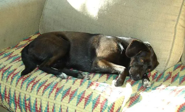 Cachorro ra a viralata idade 6 ou mais anos nome Brenda