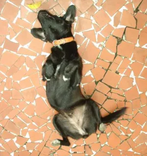 Cachorro raça viralata idade 6 ou mais anos nome Brenda