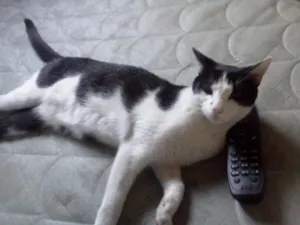 Gato raça srd idade 2 anos nome marla