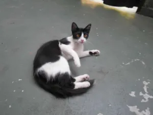 Gato raça srd idade 7 a 11 meses nome tom