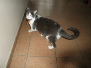 Gato raça SRD idade 2 anos nome tito