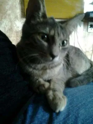 Gato raça SRD idade 2 a 6 meses nome Sem nome