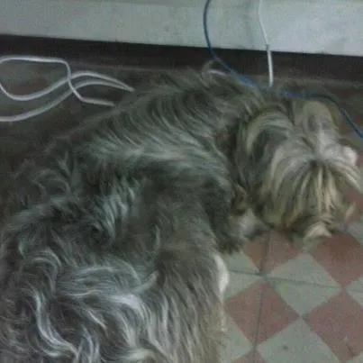 Cachorro ra a Vira-lata idade 7 a 11 meses nome Mel
