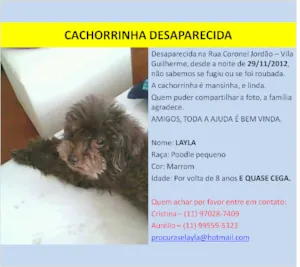 Cachorro raça Poodle idade 6 ou mais anos nome Layla