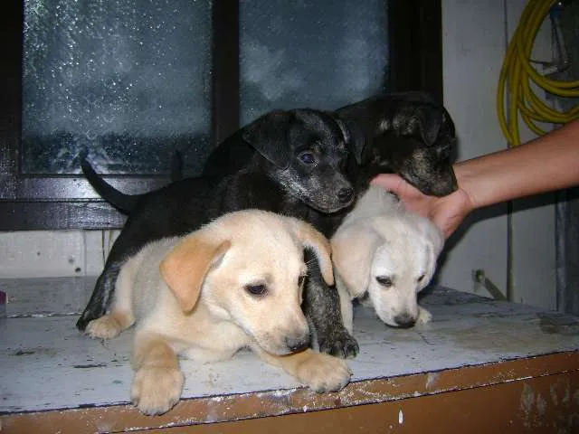 Cachorro ra a Vira lata idade 2 a 6 meses nome Amaveis Filhotinhos