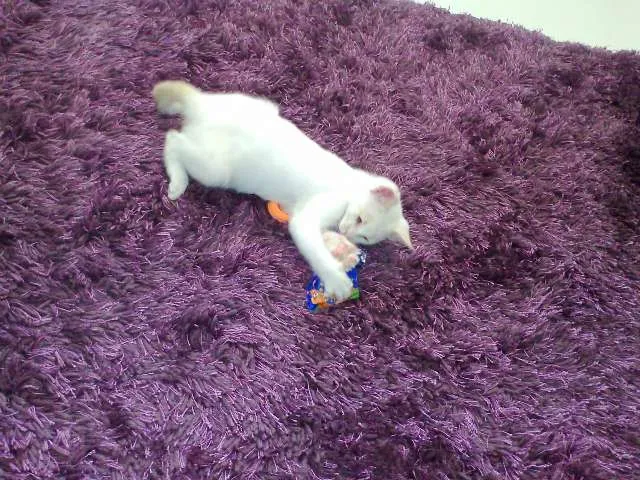 Gato ra a SRD idade 2 a 6 meses nome Bebê