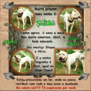 Cachorro raça SHAR PEI idade 2 anos nome SULTÃO