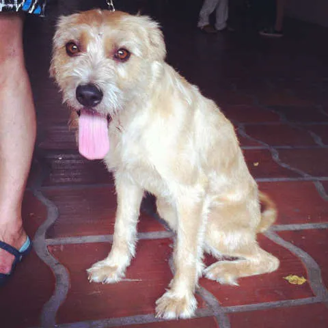 Cachorro ra a SRD idade 1 ano nome Amora