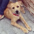 Amora