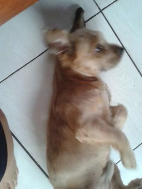 Cachorro ra a SRD idade 4 anos nome Claudinei