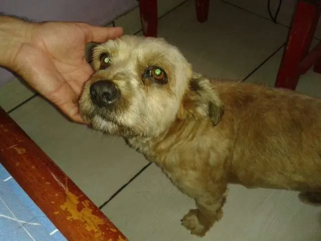 Cachorro ra a SRD idade 4 anos nome Claudinei