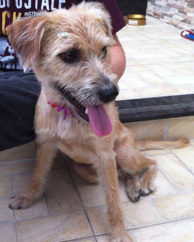 Cachorro ra a SRD idade 1 ano nome Amora