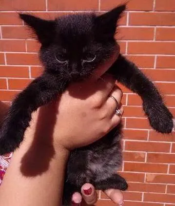 Gato ra a SRD idade Abaixo de 2 meses nome Sem nome
