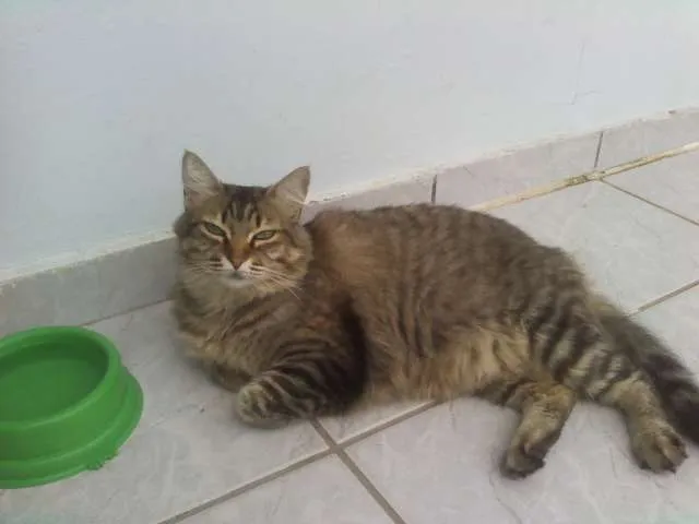 Gato ra a Desconhecida idade 2 anos nome Kyra
